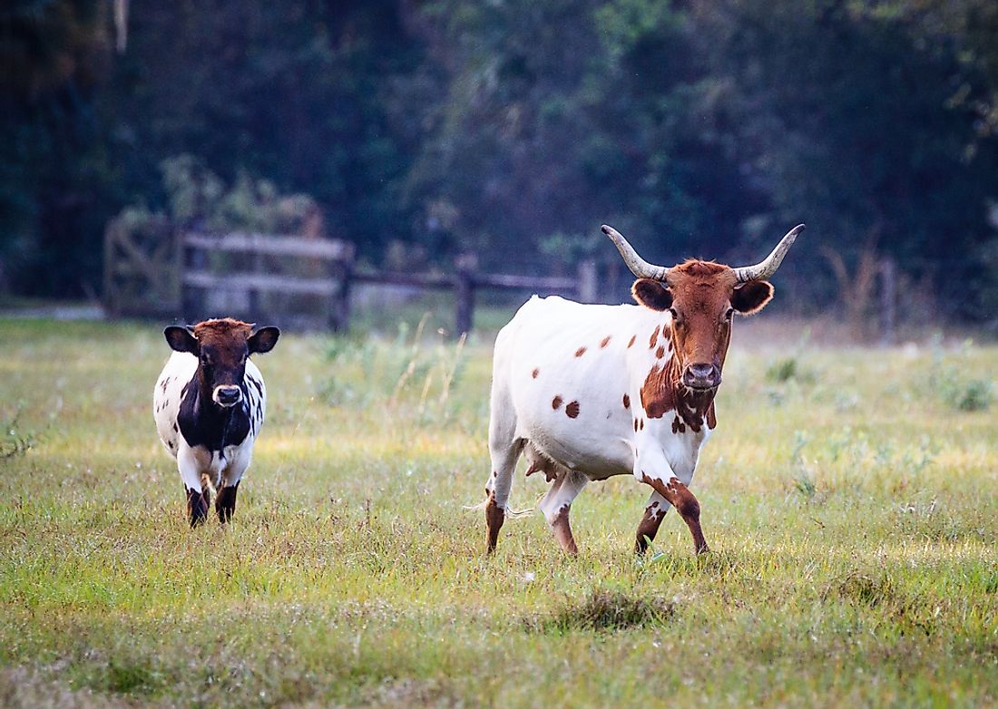Spanish cattle stocks from the 16th century have been interbred in Florida to develop what is now the breed of Florida Cracker cattle.