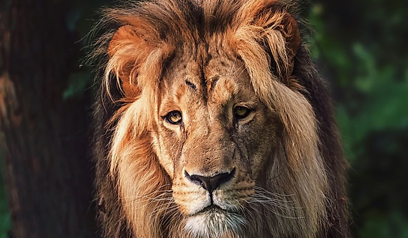 Large, adult, Southwest African Lion male with characteristic thick mane.