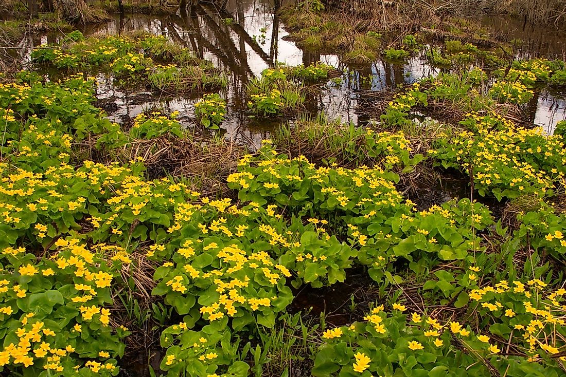 Cranberry Glades in West Virginia, US is a notable example of a shrub swamp.