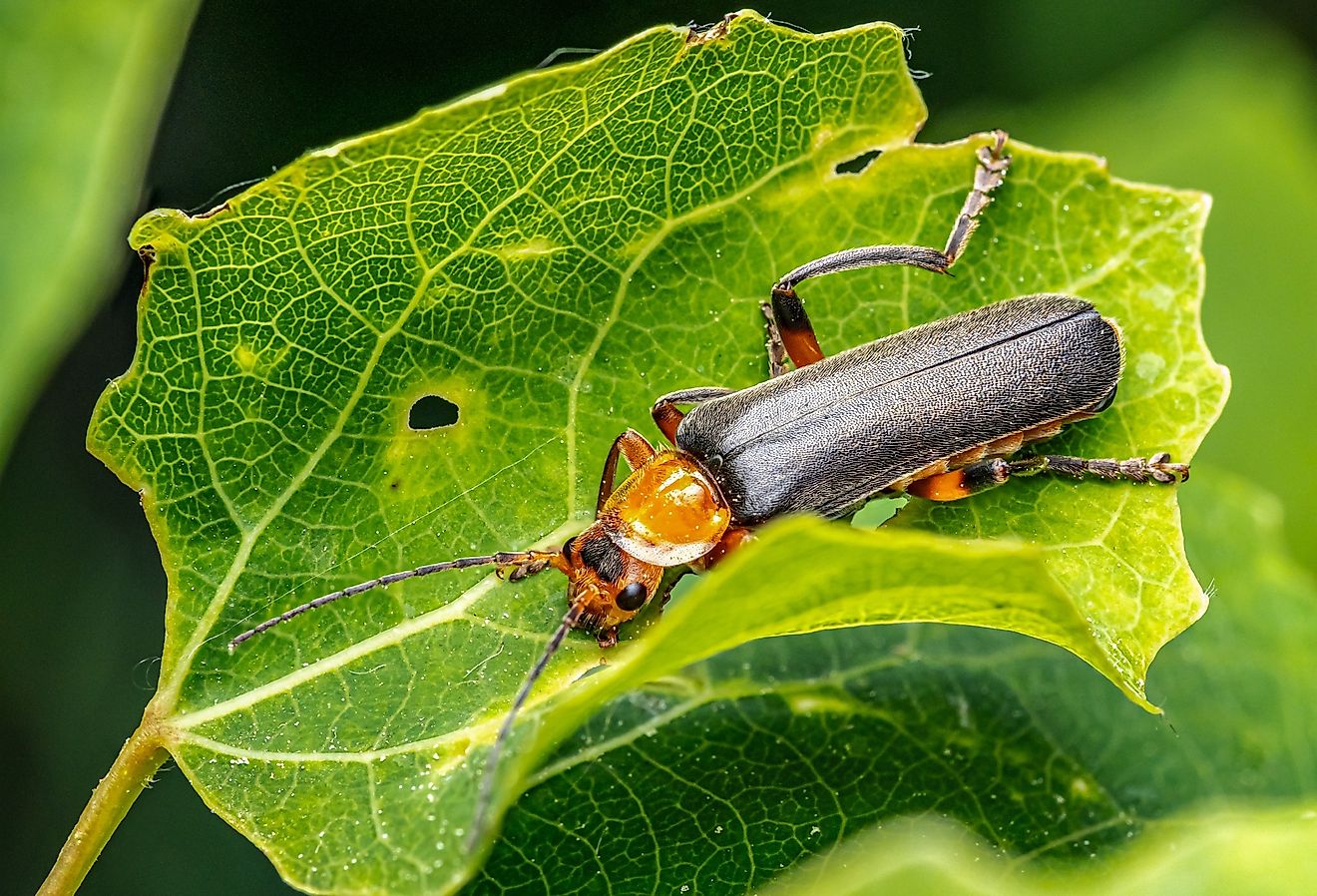 Closeup of Bombardier beetle sitting on a plant leaf.
