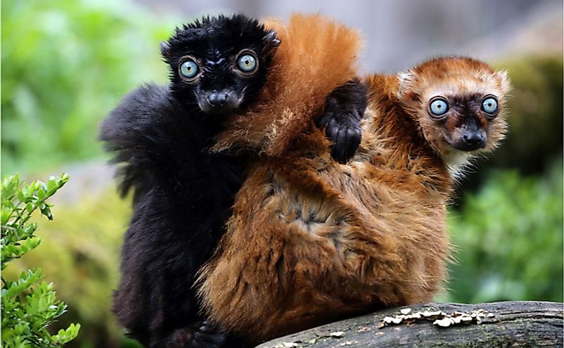 Blue eyed lemur couple.