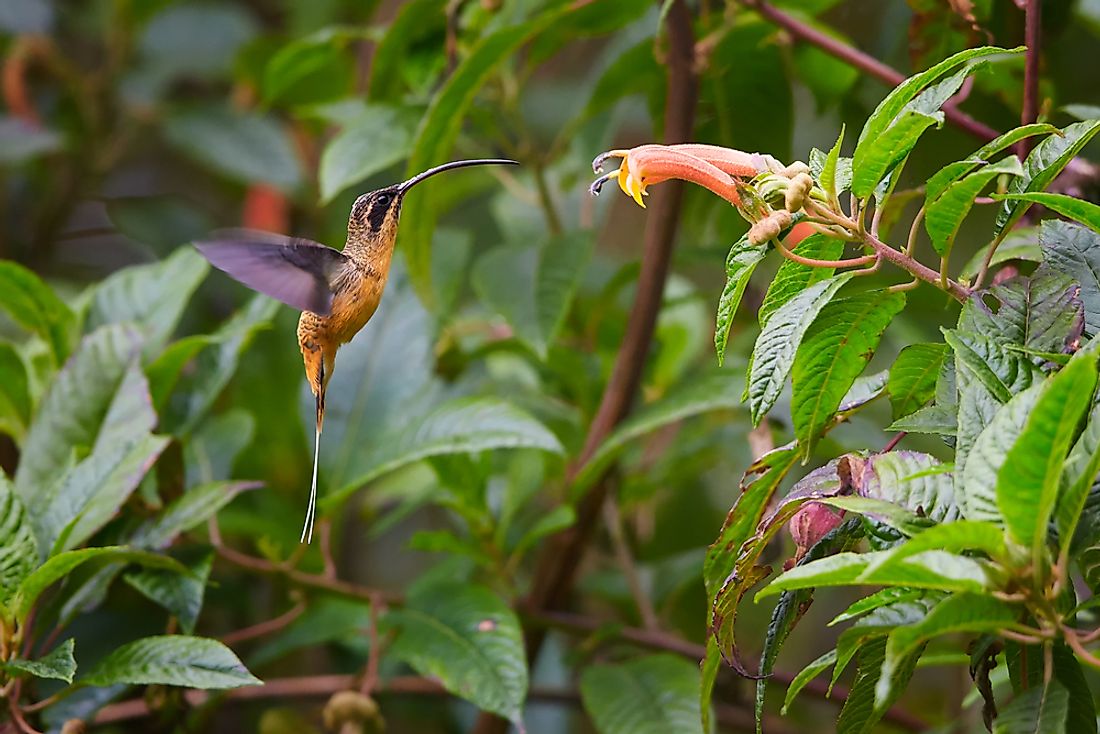 A hummingbird in the Colombian rainforest. 