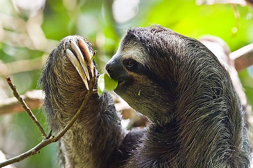 A  three-toed-sloth at the Cahuita National Park in Costa Rica.
