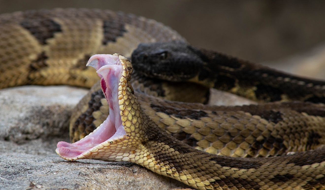 A timber rattlesnake exposes its fangs.