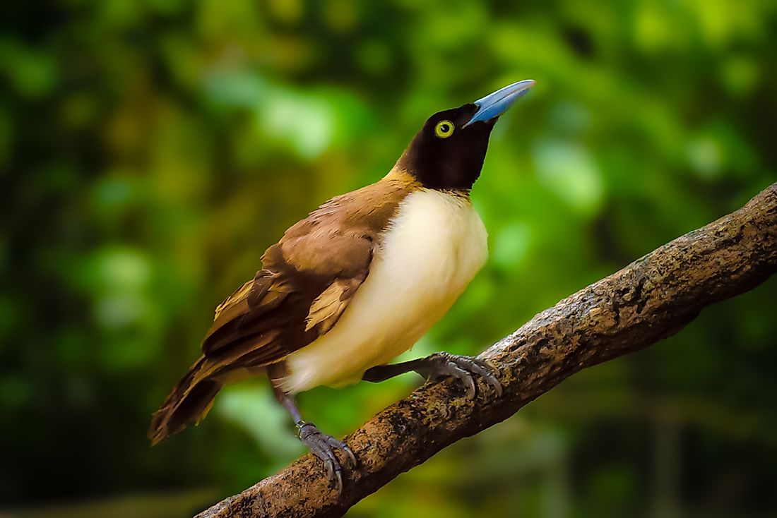 A bird of paradise in Papua New Guinea. 