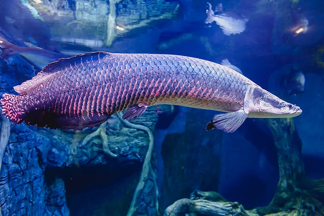 Top 125 + Animals in the amazon river basin - Electric-kingdom.net