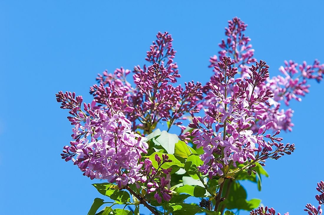 The purple lilac, the state flower of New Hampshire. 