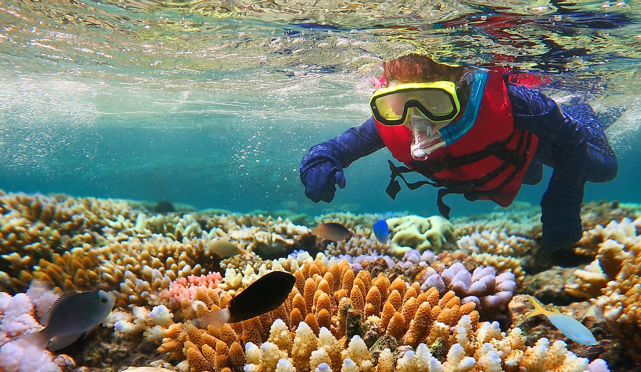 Diving in the Great Barrier Reef. Image credit: ChameleonsEye/Shutterstock.com
