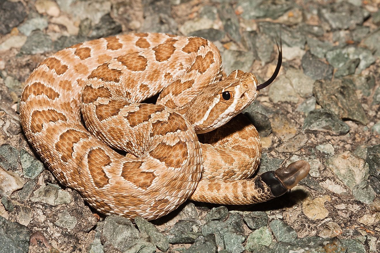 Prairie Rattlesnake (Crotalus viridis)
