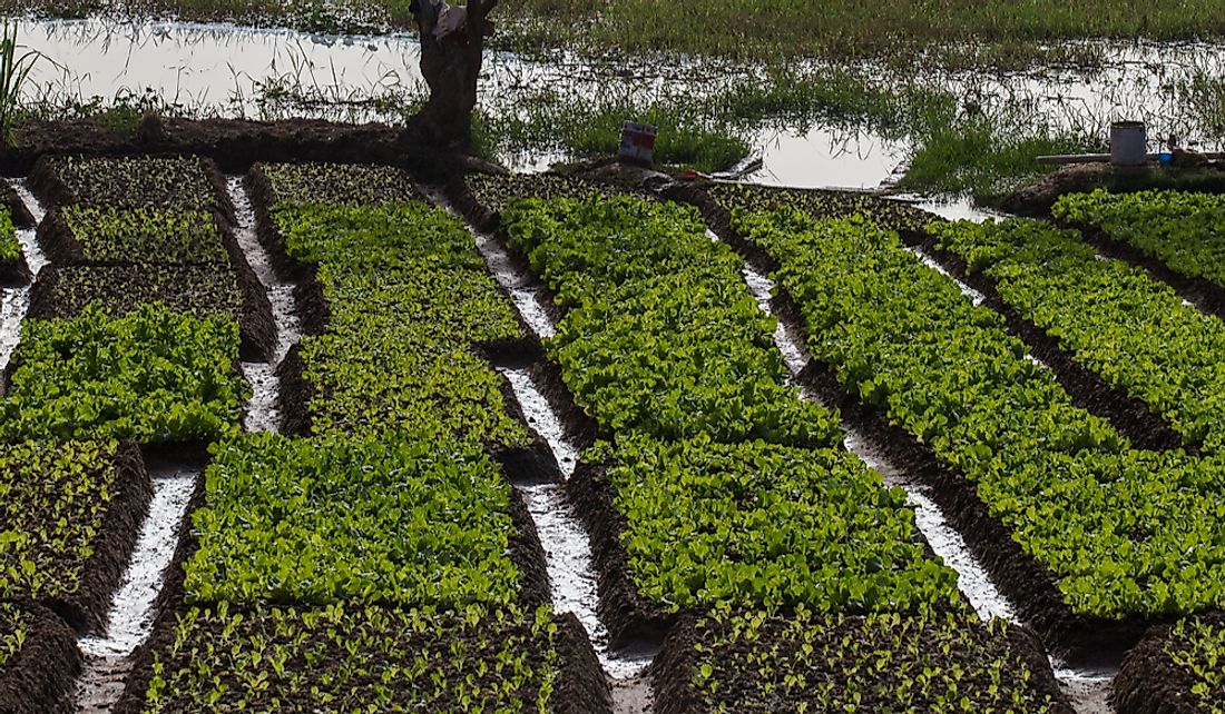 Irrigation ditches on the fertile banks of the Niger River near Niamey, Niger.