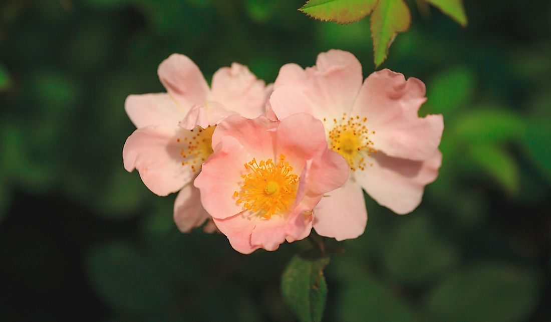 During the summer, blooming wild roses are a common sight in Iowa.