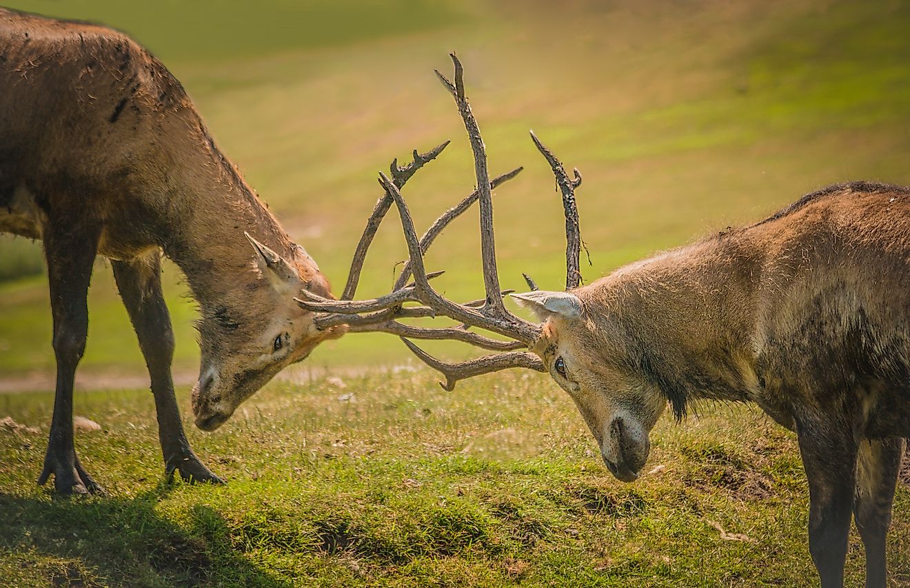 Male deer fighting each other for dominance. Image credit: Protein6x/Shutterstock.com