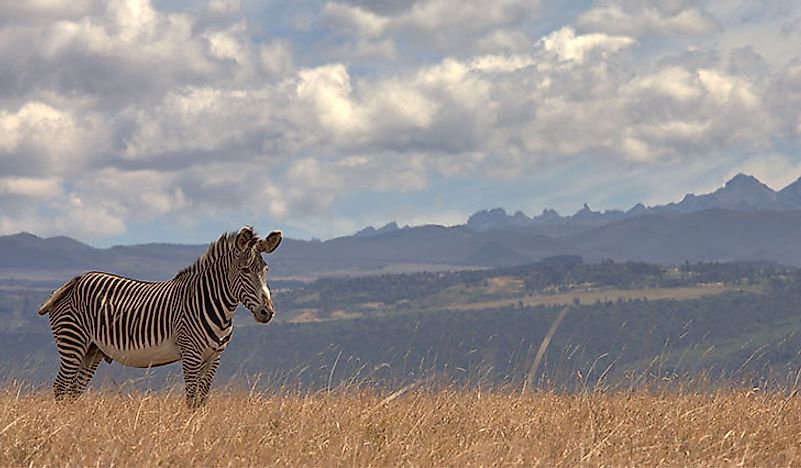 A Grevy's zebra with Mount Kenya in the background. Photo credit: Tarn Breedveld.
