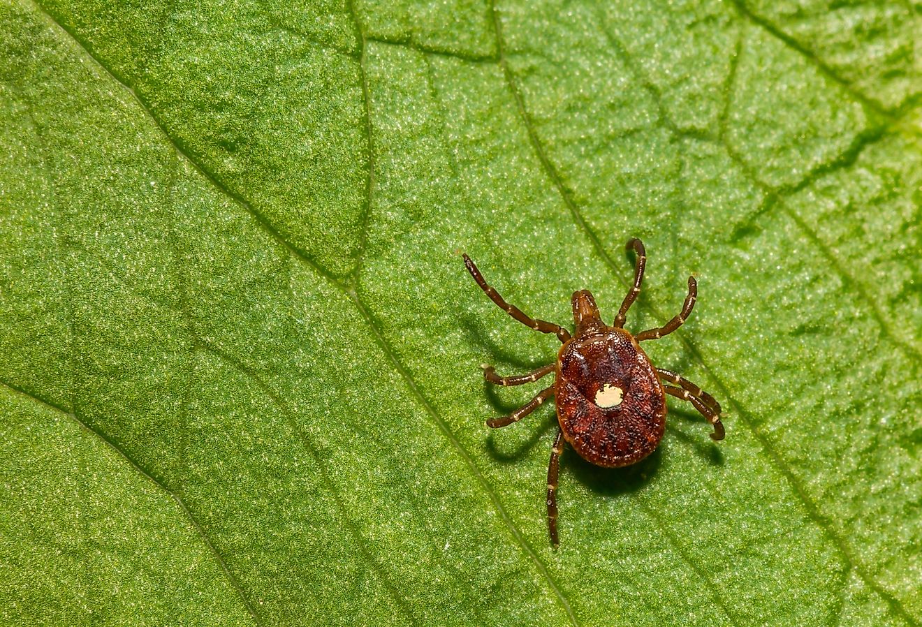 A close up of a Lone Star Tick (Amblyomma americanum) on a green leaf.