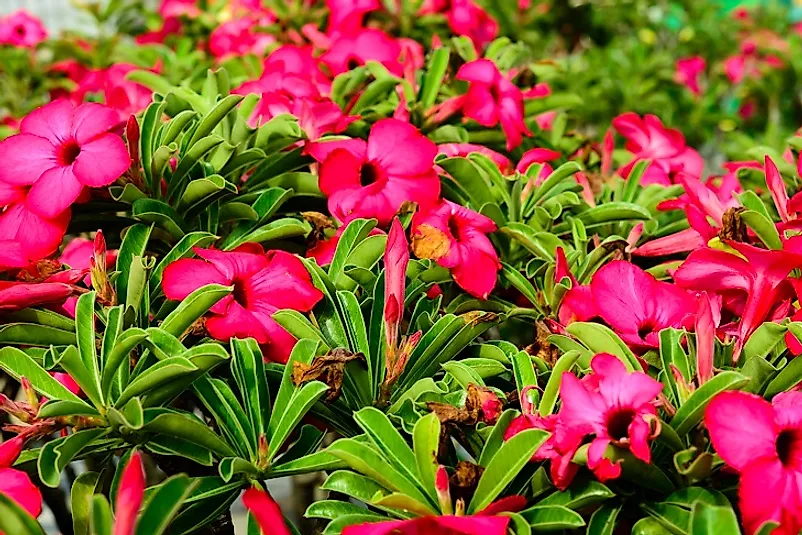 Beautiful Desert Roses with their dazzling displays of color.