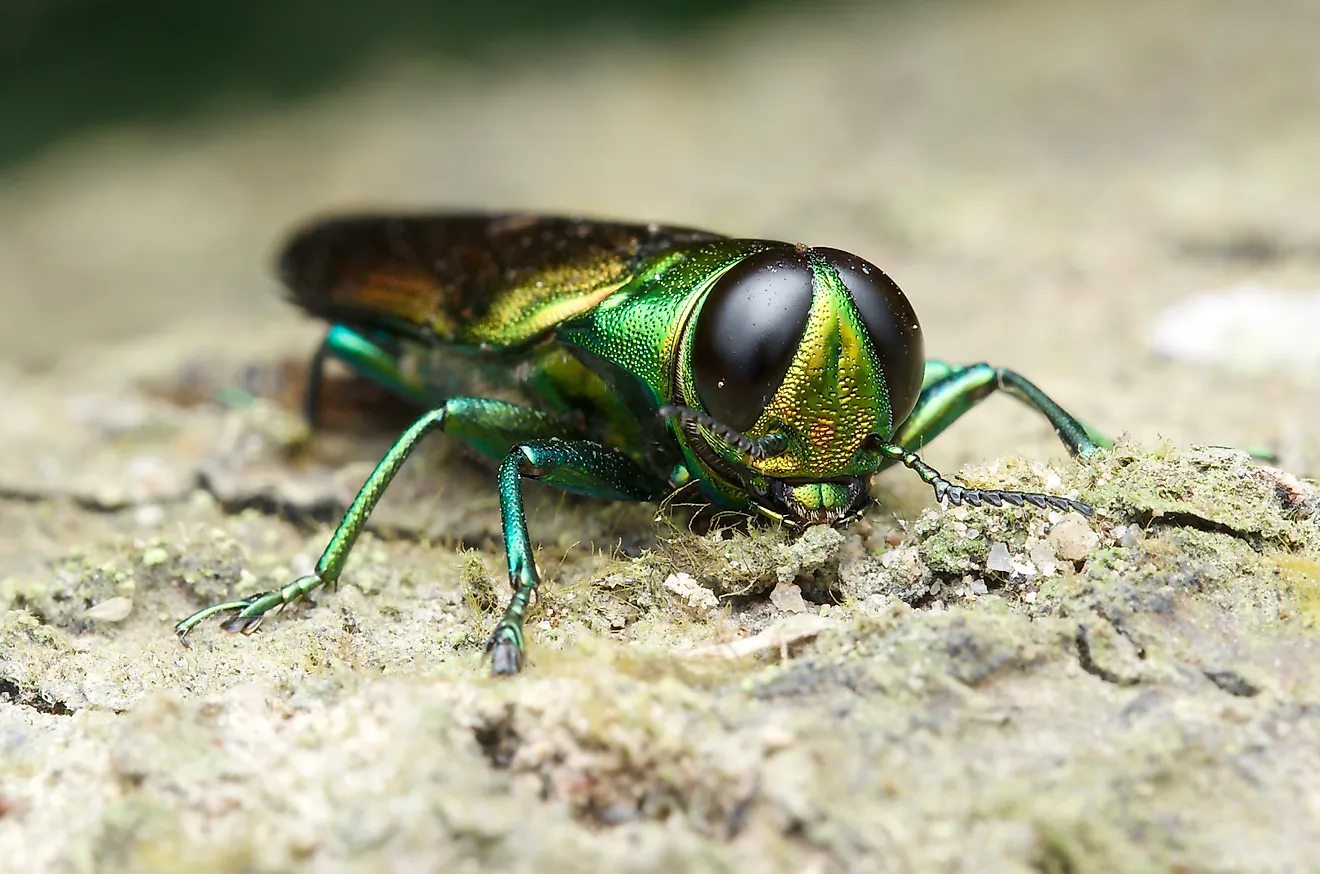 Agrilus planipennis - Emerald ash borer