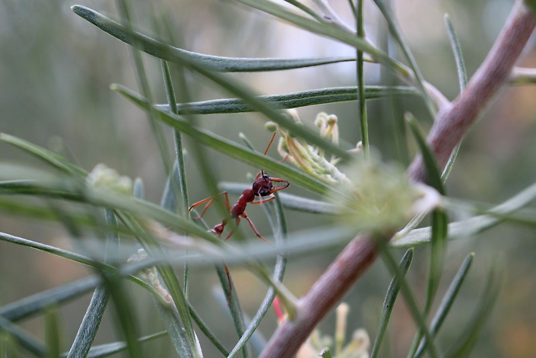 A redbull ant in Australia. 