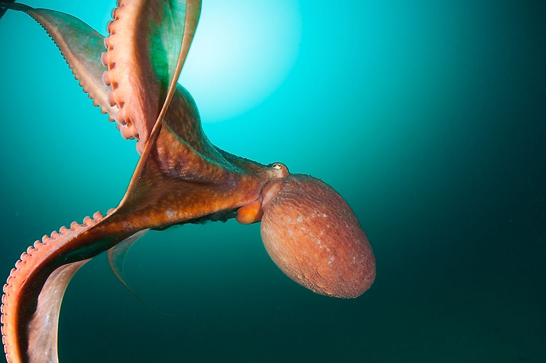 A giant squid near Japan. 