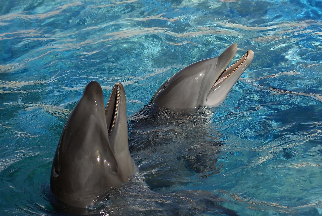 Wholphin and a Bottle Nosed Dolphin