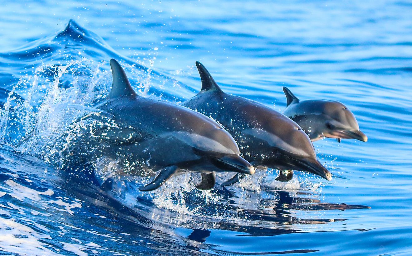 A family of dolphins in Hawaii. 