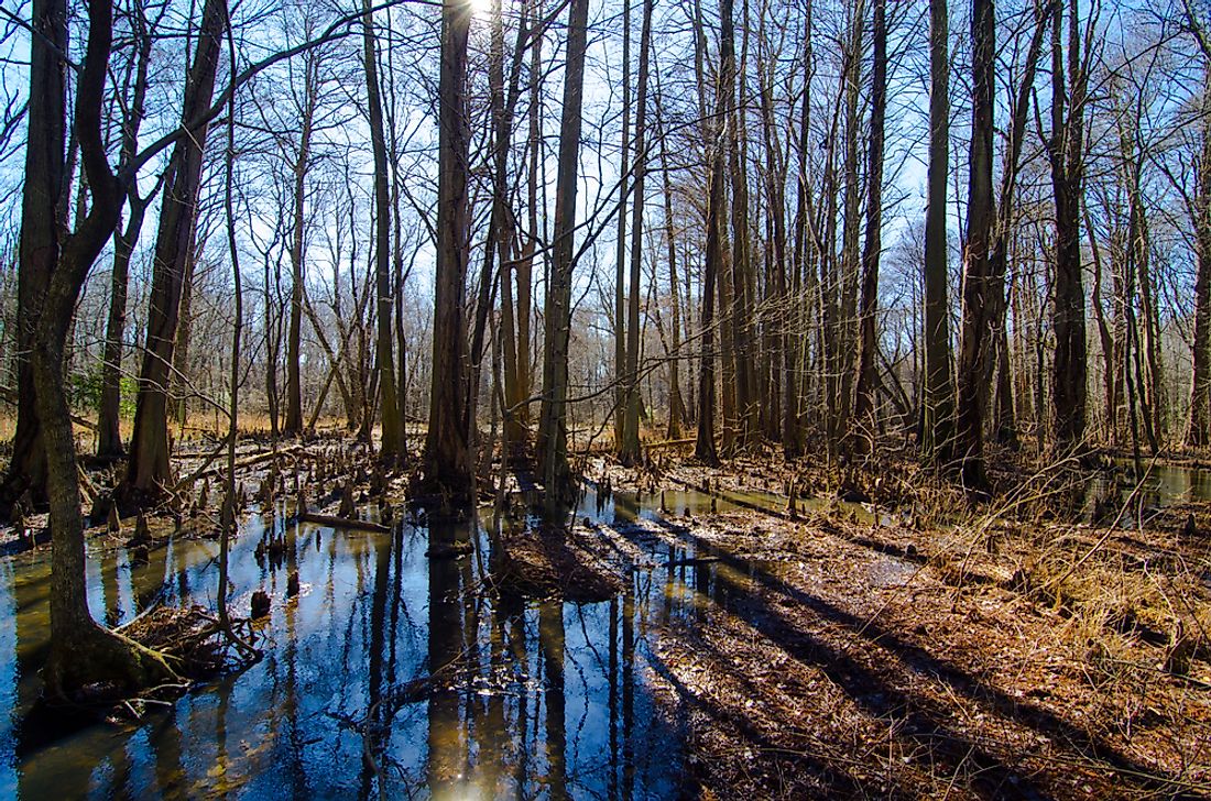 Battle Creek Cypress Swamp, Maryland. 