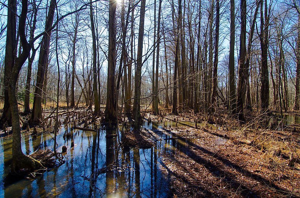 Battle Creek Cypress Swamp, Maryland.