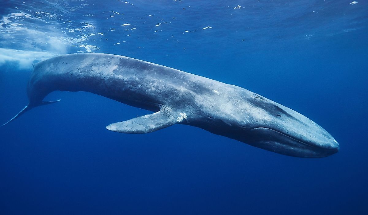 Blue whale in the ocean in Sri Lanka.