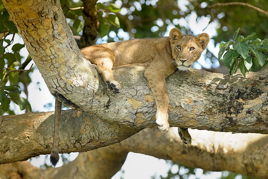 A lion in Queen Elizabeth National Park, Uganda. 