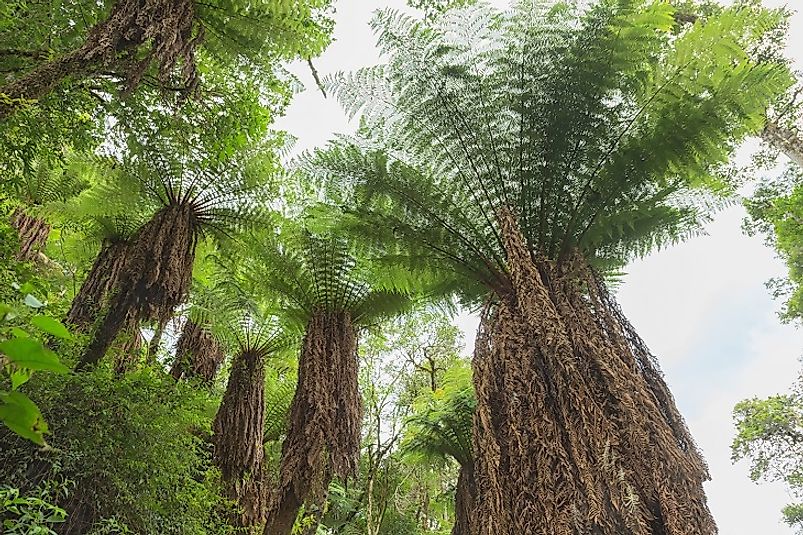 Giant Tree Ferns near the banks of Bolivia's Grande (Guapay) River.