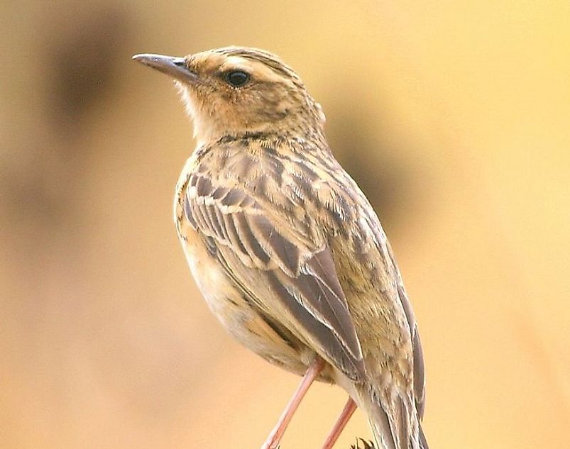 A Nilgiri Pipit.