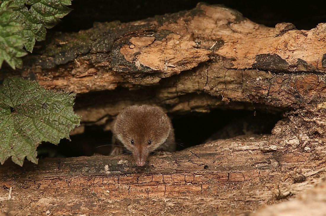 A shrew. 