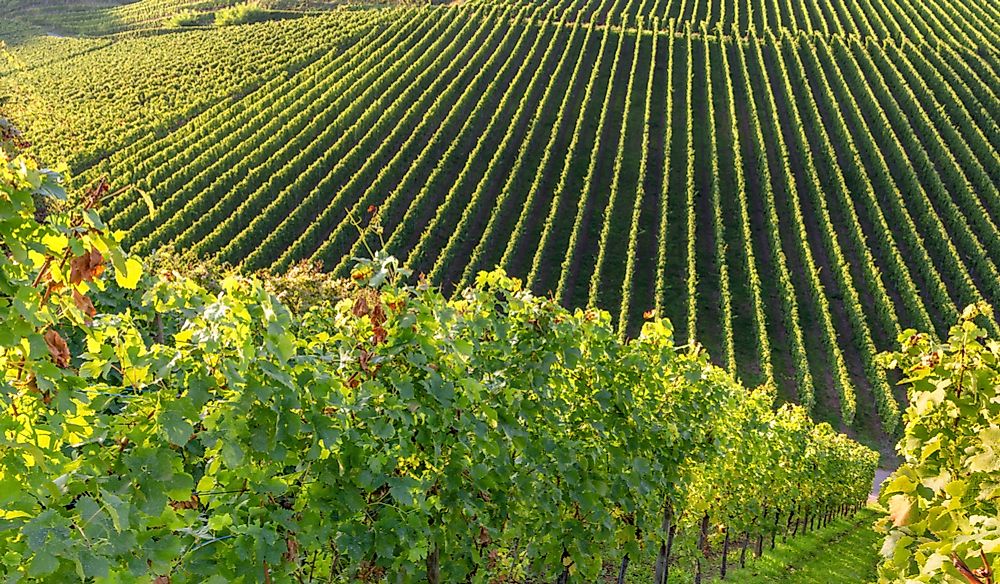 Vineyard along the Moselle River in Luxembourg.