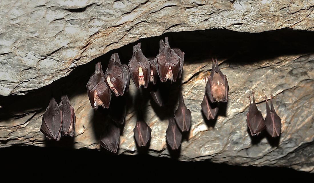 A group of lesser horseshoe bats hibernating in a cave.