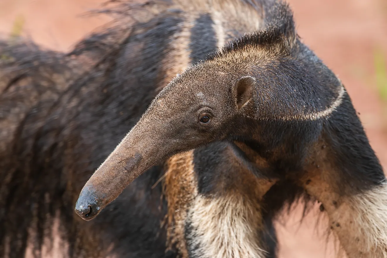 A beautiful Giant Anteater. 