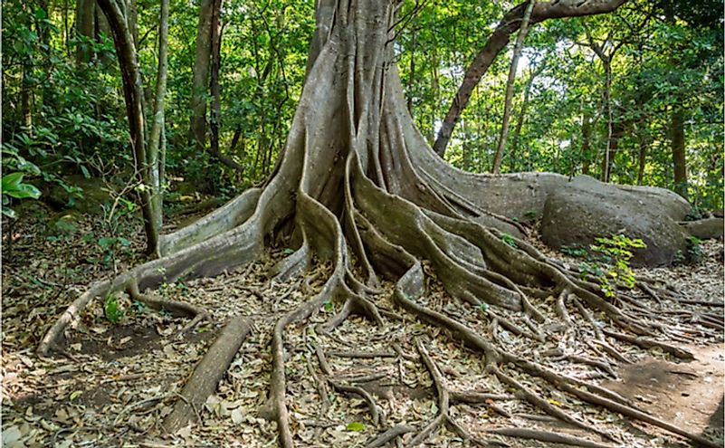 A giant tree with buttress roots in the Costa Rican rainforest