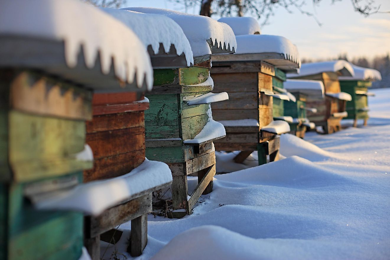 Beehives in the winter snow