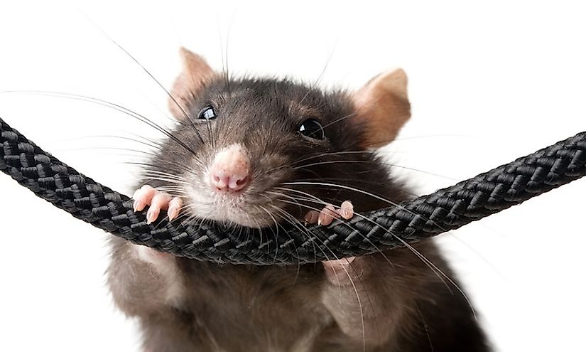 With their razor-sharp teeth, rats can gnaw away objects useful to humans.
