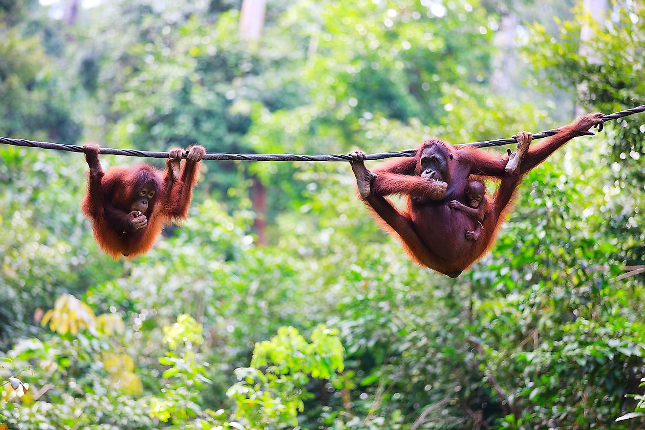 Orangutans in Sabah, Borneo. Image credit: BlueOrange Studio/Shutterstock.com