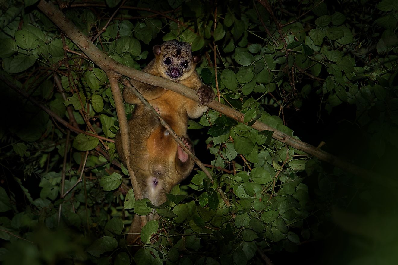 Kinkajou