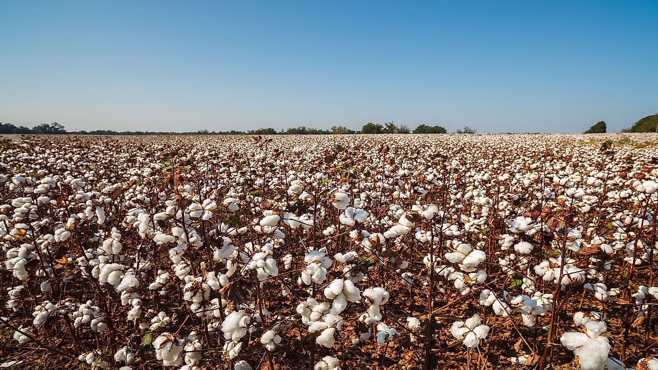 Cotton is one of the major crops grown in Alabama.
