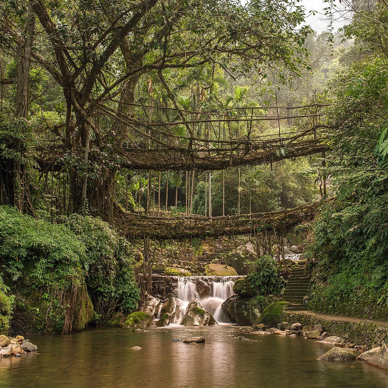 Living Root Bridges