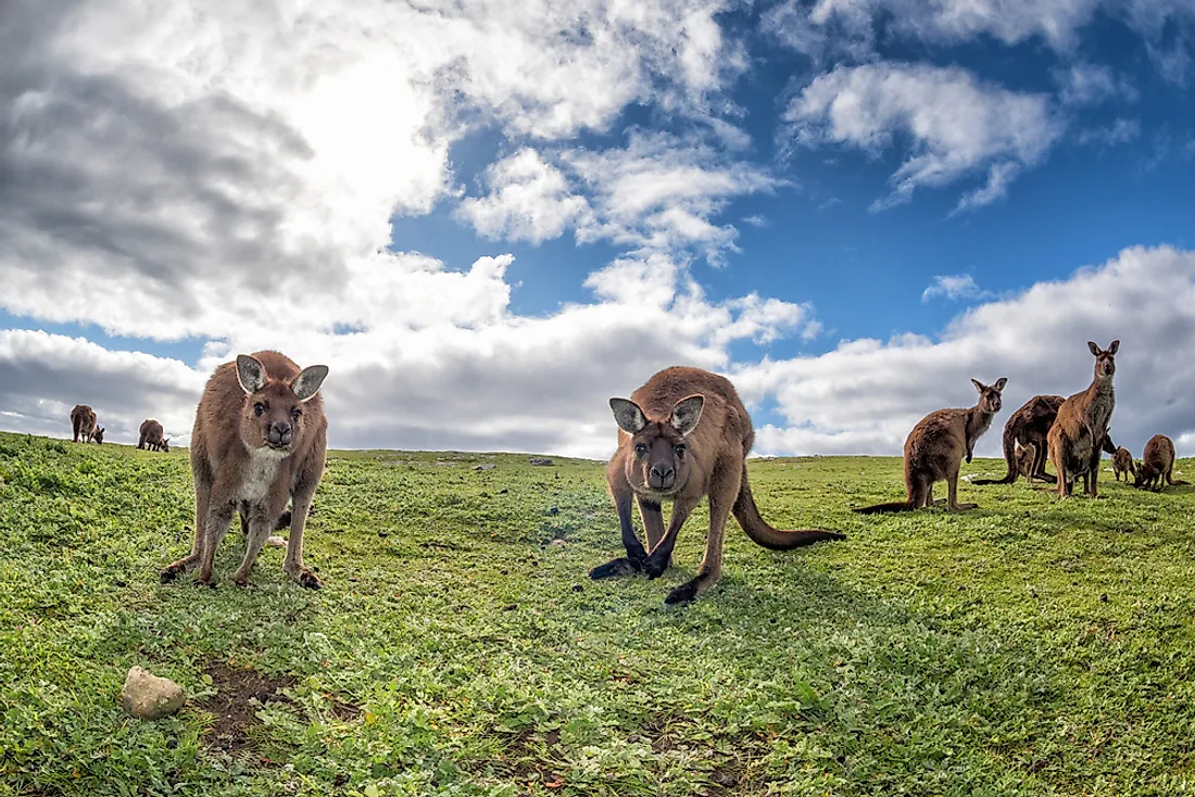 A family of kangaroos in Australia. 