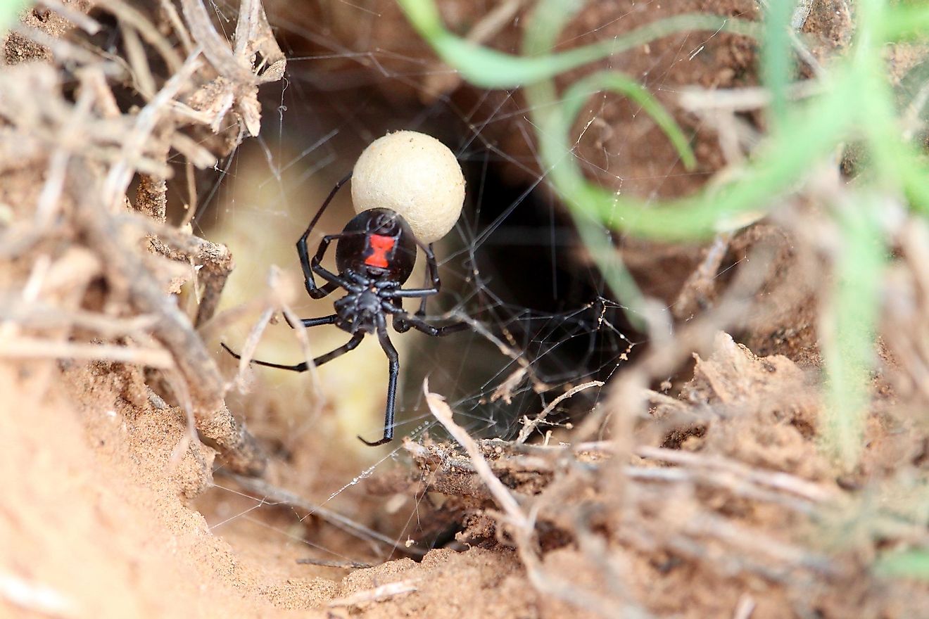 Black widow spider with egg sac
