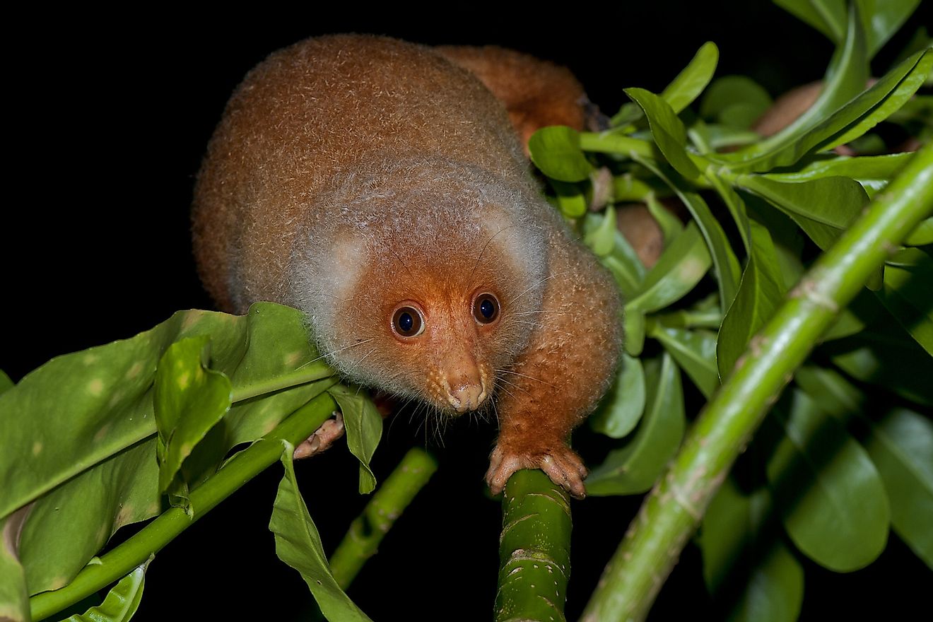 A cuscus on a tree. Image credit: Andrea Izzotti/Shutterstock.com