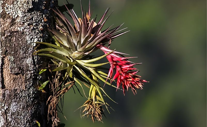 A tropical epiphyte in the Brazilian Atlantic rainforest