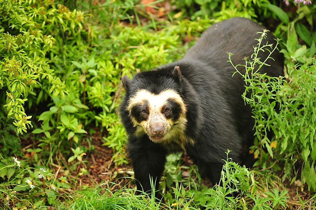 A spectacled bear in the forest. 
