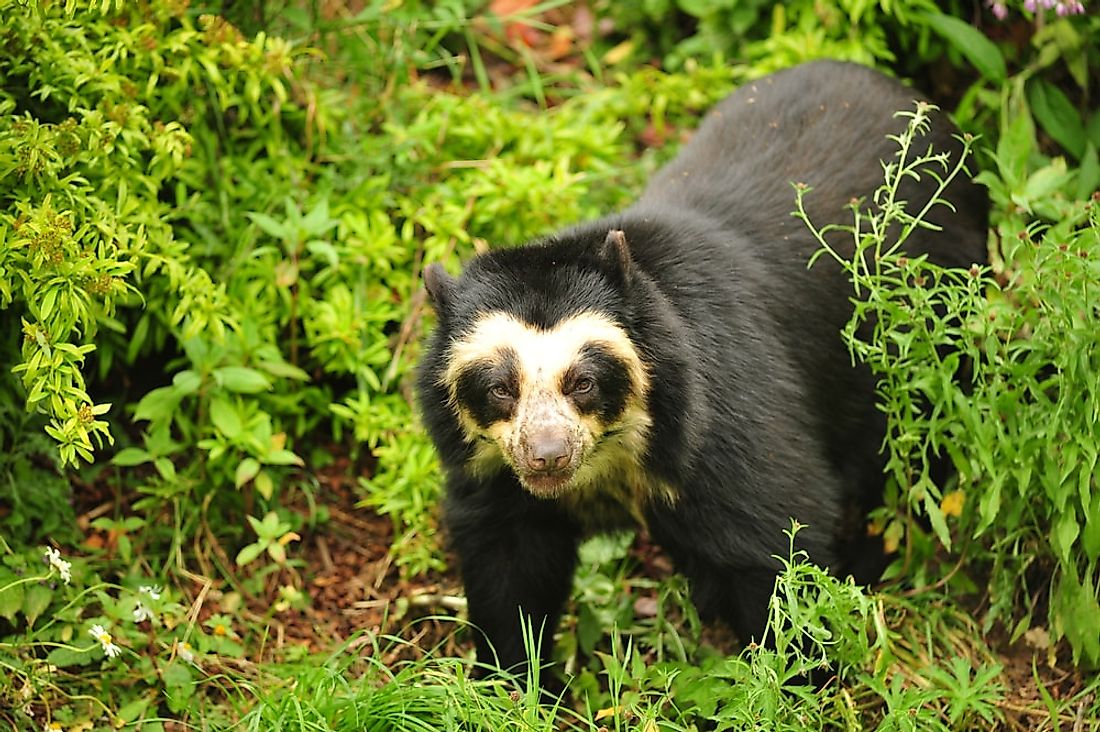 A spectacled bear in the forest.