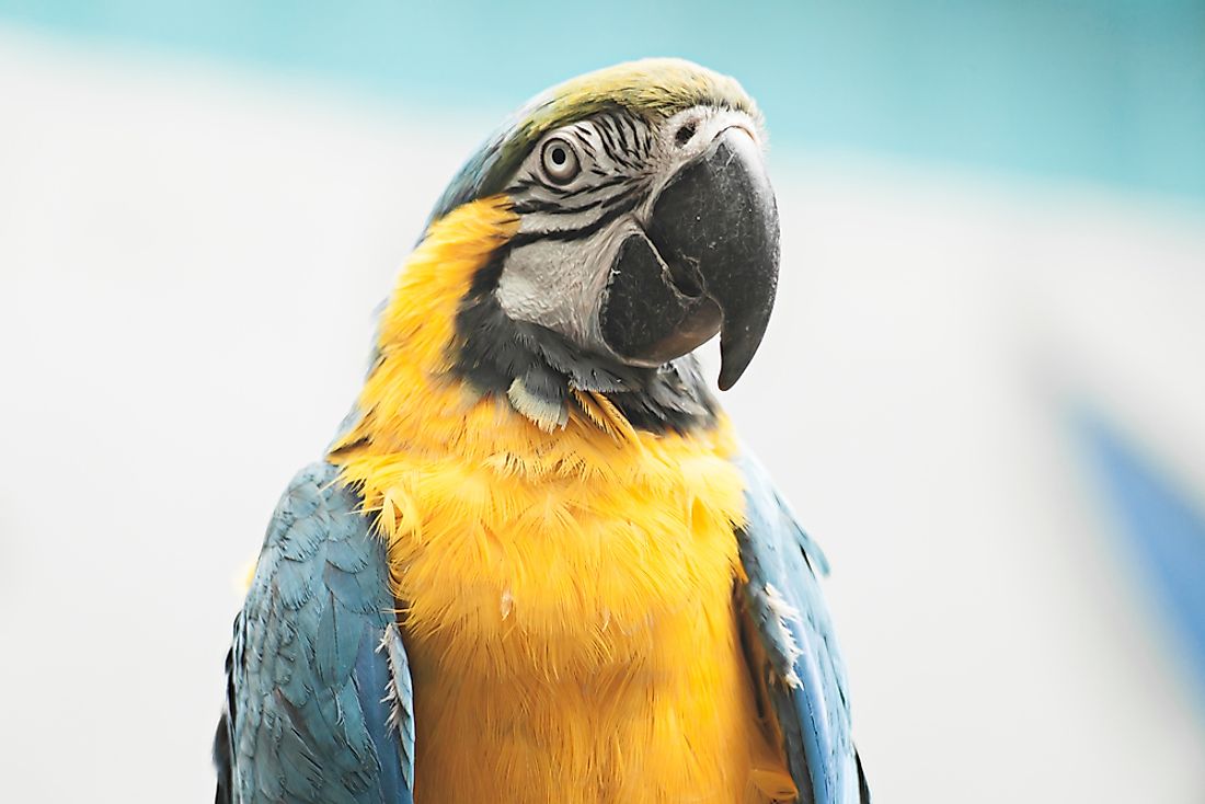 The blue-throated macaw is among the types of endangered parrots. 