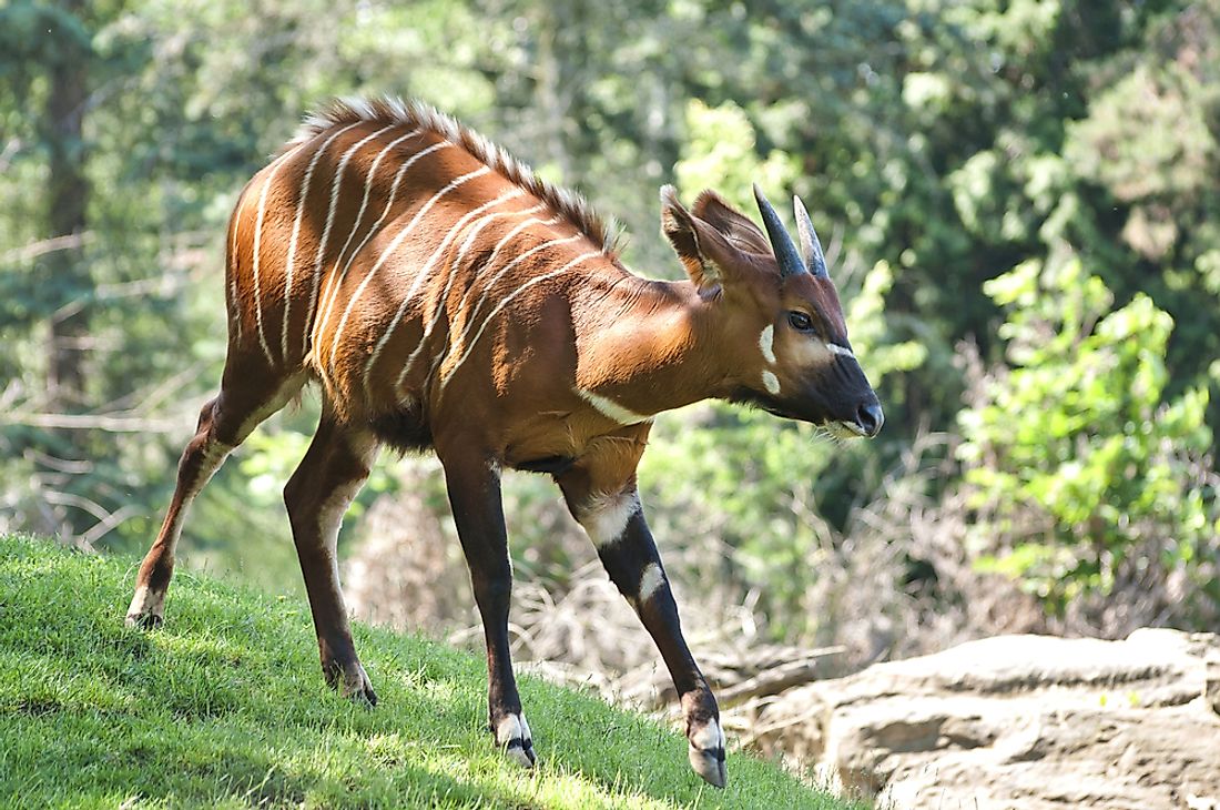 The bongo inhabits the forests of Western and Eastern Africa.