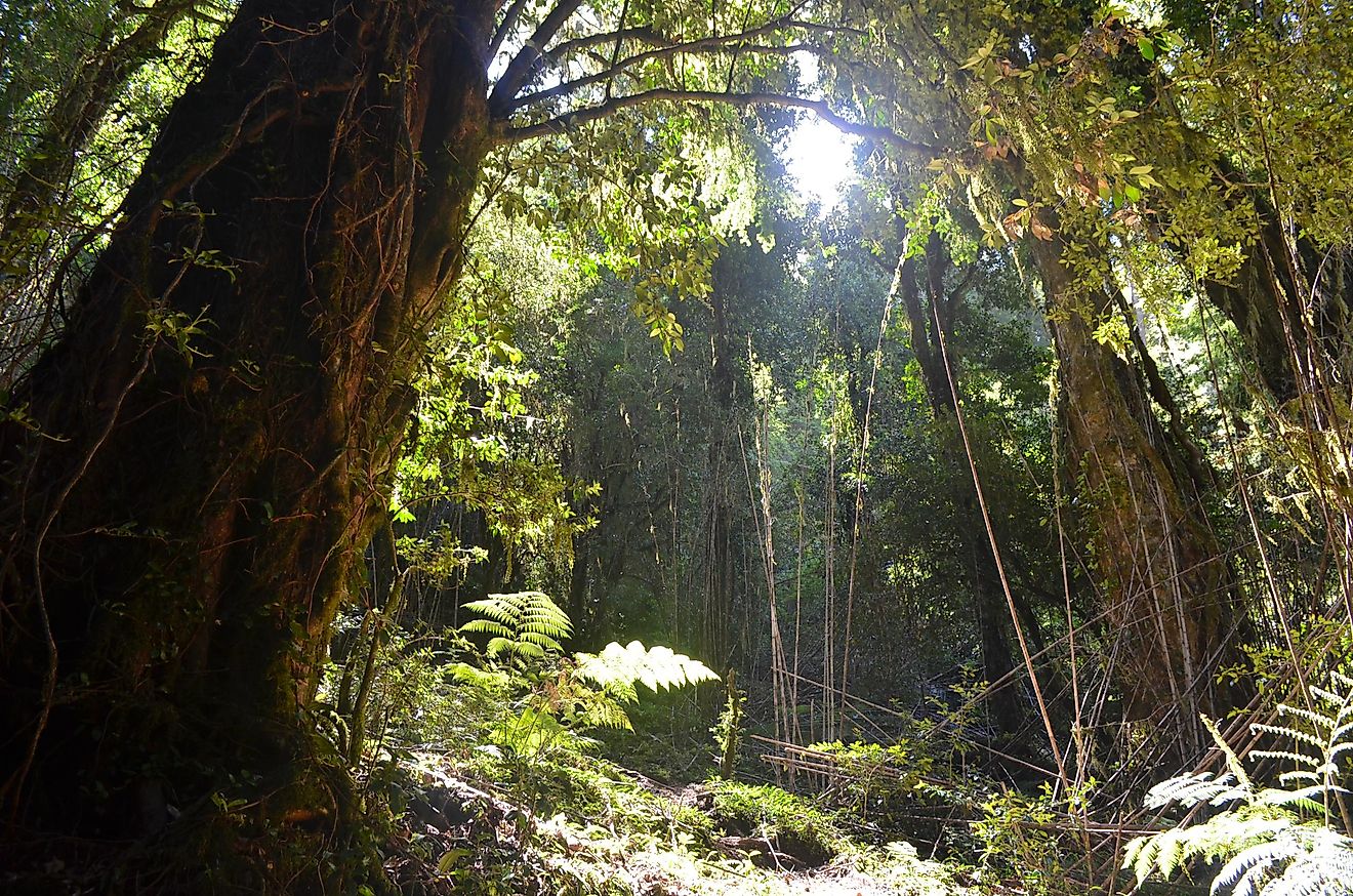 This rainforest is known to be extremely foggy and humid, but some interesting species live there.